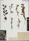 Foto von Salix herbacea L. x Salix phylicifolia L.